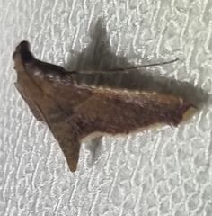 Endotricha mesenterialis