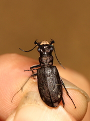 Cicindela longilabris