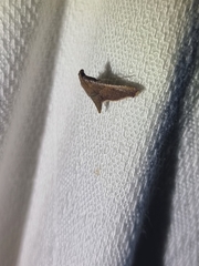 Endotricha mesenterialis