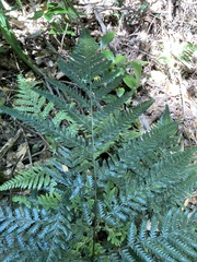 Lastreopsis marginans