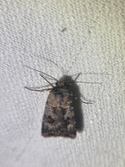 Agrotis munda