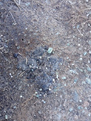 Canis lupus italicus