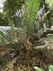 Lepidozamia peroffskyana
