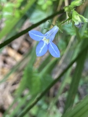 Lobelia trigonocaulis