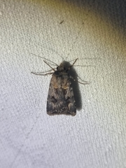 Agrotis munda
