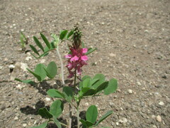Indigofera schimperi