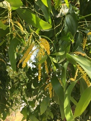 Acacia auriculiformis