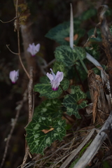 Cyclamen persicum