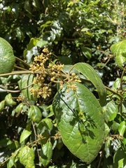 Parsonsia fulva