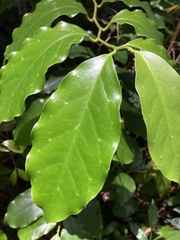 Pennantia cunninghamii