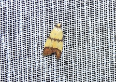 Heteroteucha translatella