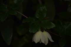 Clematis cirrhosa