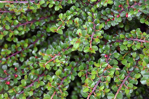 Creeping Cotoneaster (Cotoneaster adpressus) · iNaturalist