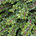 Cotoneaster adpressus - Photo (c) 
Photo by David J. Stang，保留部份權利CC BY-SA