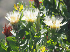 Protea aurea aurea
