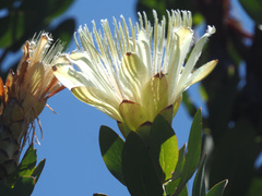 Protea aurea aurea
