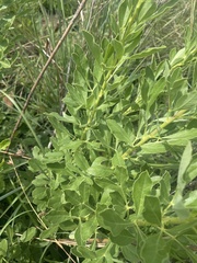 Heteromorpha involucrata