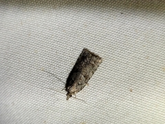 Harmologa
