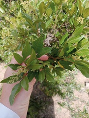 Searsia pyroides
