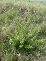 Heteromorpha involucrata