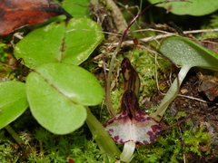 Corybas macranthus