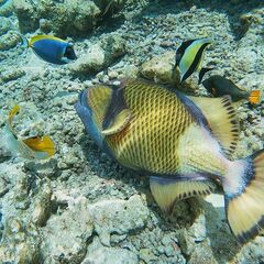 Balistoides viridescens