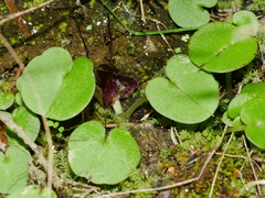 Corybas macranthus