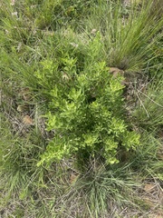 Heteromorpha involucrata