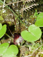 Corybas macranthus