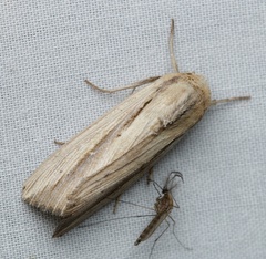 Leucania stenographa