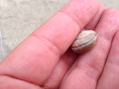 Helminthoglypta umbilicata