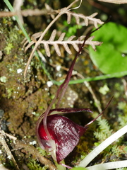 Corybas macranthus