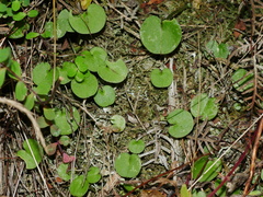 Corybas macranthus