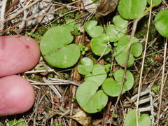 Corybas macranthus
