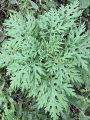 Ambrosiinae