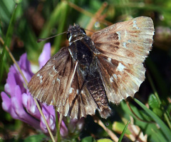 Muschampia floccifera