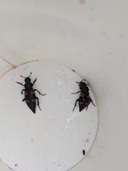 Nicrophorus nepalensis