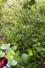 Pavetta capensis capensis