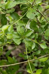 Pavetta capensis capensis