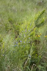 Psoralea glabra