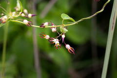 Riocreuxia flanaganii