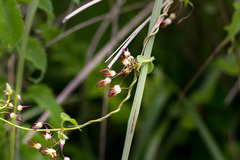 Riocreuxia flanaganii