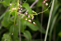 Riocreuxia flanaganii