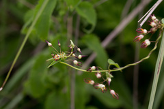 Riocreuxia flanaganii