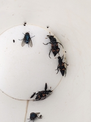 Nicrophorus nepalensis