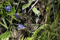 Rotheca hirsuta