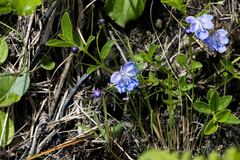 Rotheca hirsuta