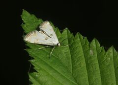Cataclysta lemnata