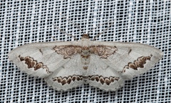 Dithalama cosmospila