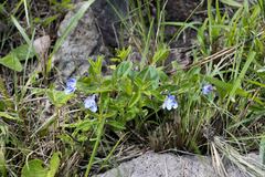 Rotheca hirsuta